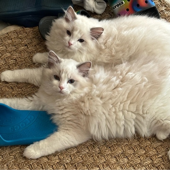 Meet your Posher, Sandi - Picture 2 of 2